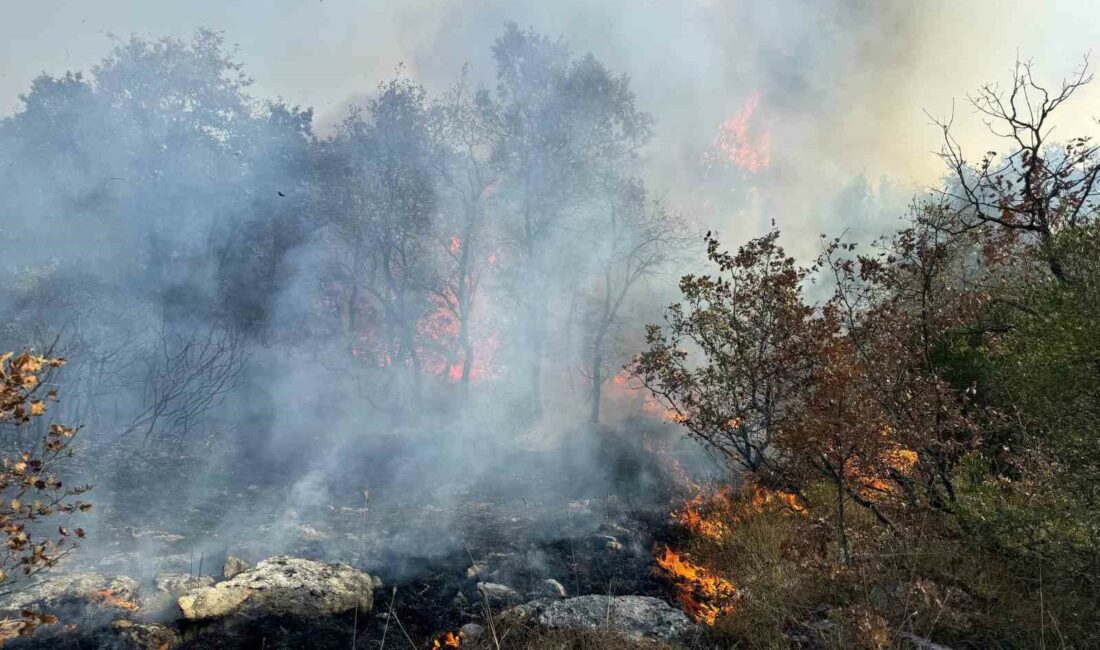 BURSA-SAKARYA SINIRINDA BULUNAN ORMANLIK