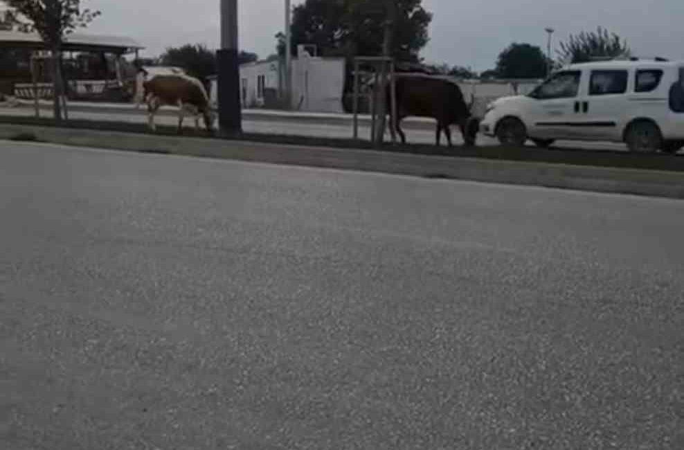 BURSA'DA BAŞIBOŞ 2 İNEK,