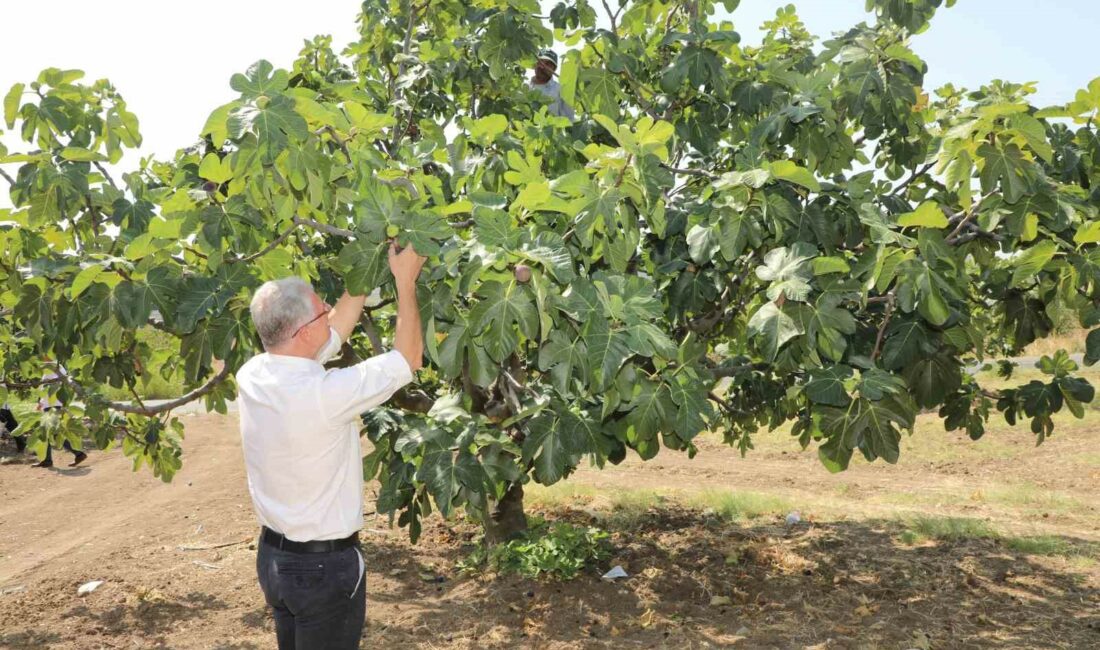 Mudanyalı üreticilere çifte müjde