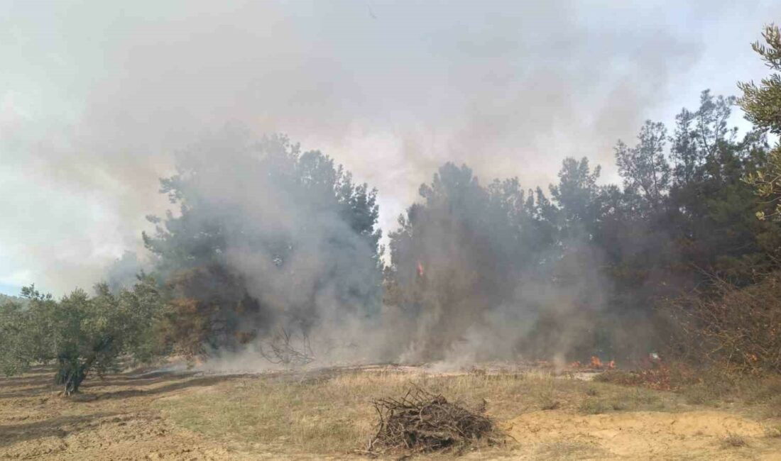 BURSA’NIN MUDANYA İLÇESİNDE ORMANLIK