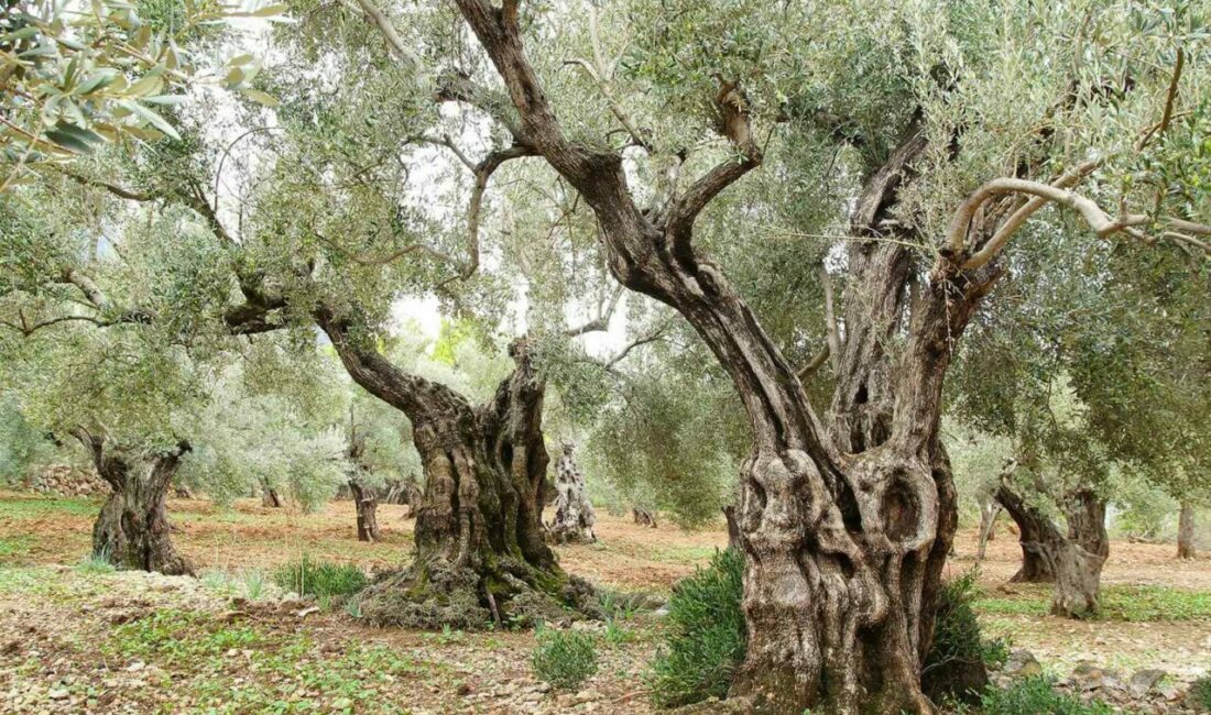 UNESCO tarafından alınan kararla