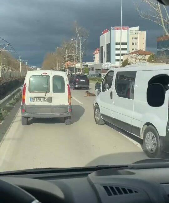 Bursa’da yolun ortasında oturan