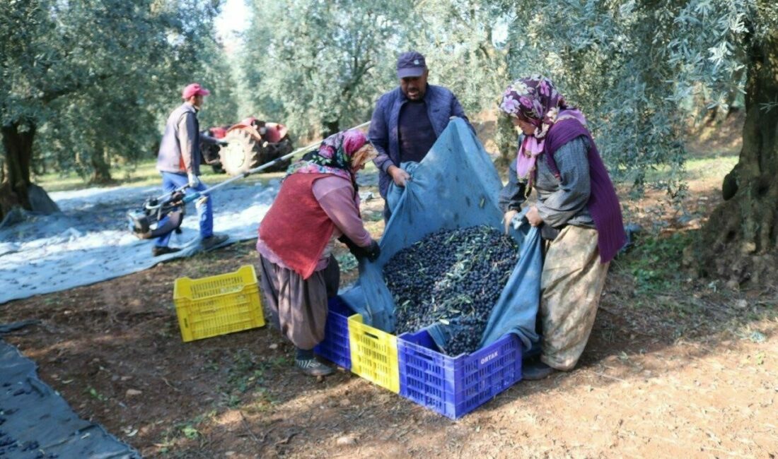 Türkiye’nin zeytinyağı ihracatı, 1